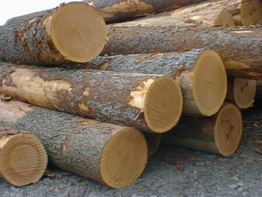 White Oak Logs